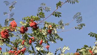 cherry tree on the fruits