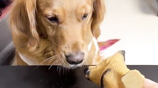 Smart dog and fun situations. Fun