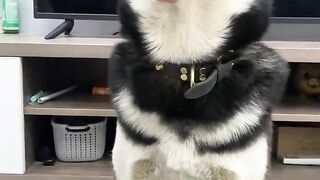 Putting Artificial Teeth to Dog