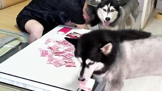 Alaska super smart thief. Fun