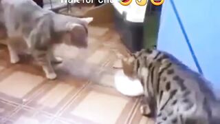 Cats are chasing after food
