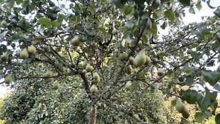 peach tree branch on  green fruits