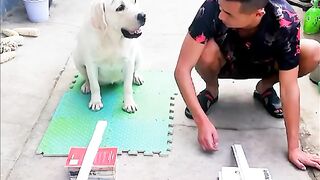 The boy trains a smart dog. Fun
