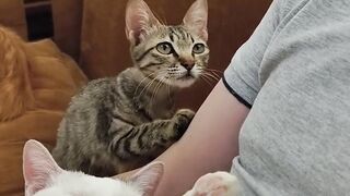 The way the cat cuddles the boys who saved it.. fun