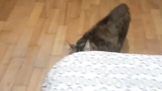 My cat