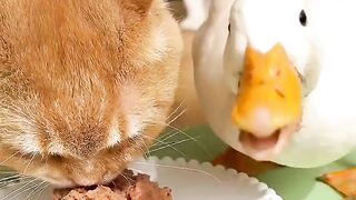 The cunning duck won food with the cat.