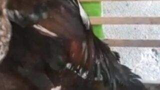 Beautiful hen in my house in cage