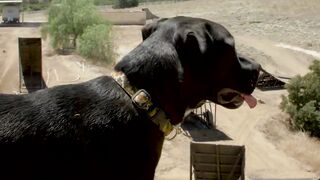 New Video | viral video | Dirt Biking with the Dog