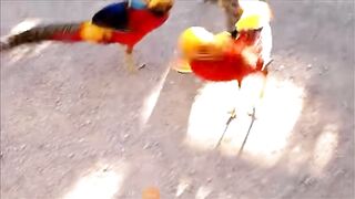 Beautiful colourize bird