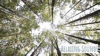 Birds chirping in Forest