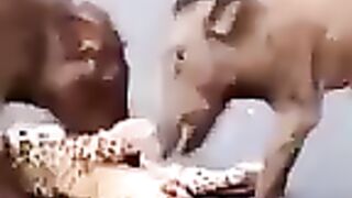 Jangli janwro ne tiger ???? ko cheer phar diya