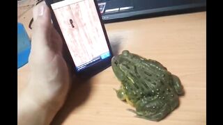 the best gamer frog you'll see today