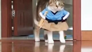 Cat Walk