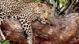 Wild animals 12k_HDR_60FPS_DOLBY_Vision-(Crystal _Black) 480p.