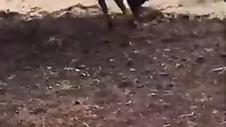 beautiful animals