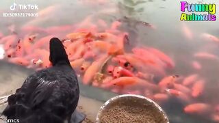 Animals Never Fail To Make Us Laughing Hard - Super Funny Animal Video 2018