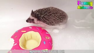 Cute Hedgehog Gets A Bath - Cutest Pets Video 2018