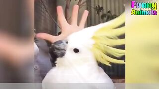 Cutest Cockatoo ever