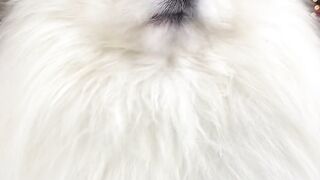 Dogs video like puppy