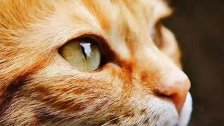 CAT Music