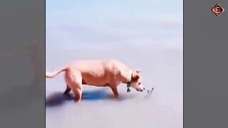 animals k ajib karneme dekh kar aap hasi rok nahi paoge ????????????