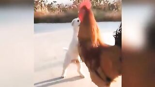Dog with high