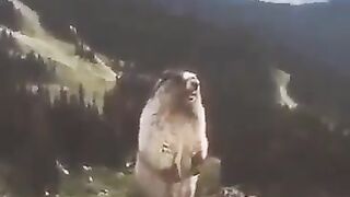 Funny animal