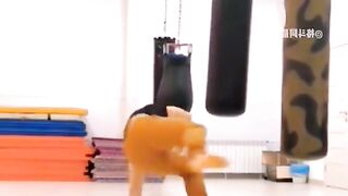 Kick ED