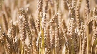 Wheat crop