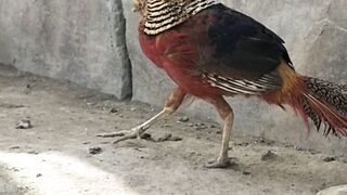 Cute animals