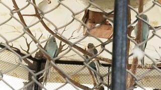 Birds in zoo