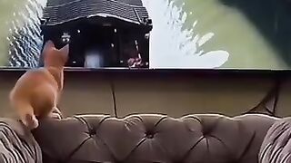 So funny cats