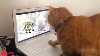 How to punish naughty cat