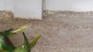 Parrot talking