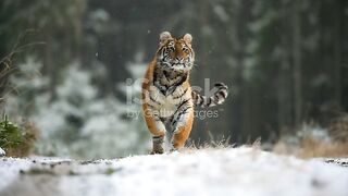 Young Female Siberian Tiger Runs