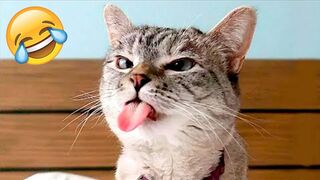 ❤ Funny Cats And Dogs - 2023 | Cute And Funniest Animals Compilation #3