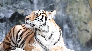 Sumatran Tiger