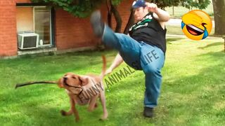 ❤ Funny Cats And Dogs - 2023 | Cute And Funniest Animals Compilation #2