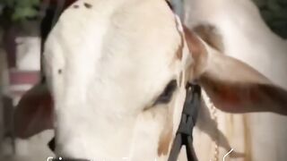 Munna 2