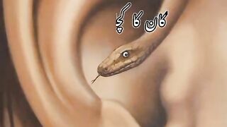 Naseebullah