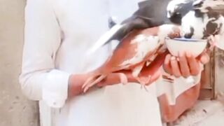 #pigeon se dosti #kabutar #youtubeshorts#viral #shorts #kabootar #trending#irfankohlipigeons #pets 2