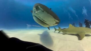 this shark very rioter