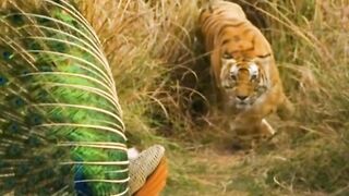 Animals action
