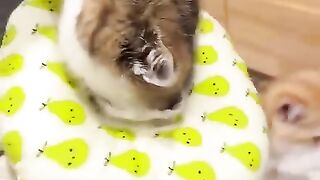 Cote kitten. #cat #funny #catfunny #cutebaby #animals