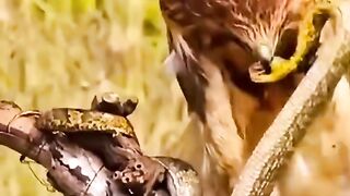 full video watching 36