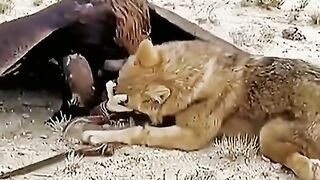 full video watching 37