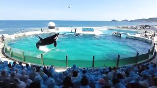 Whale Show