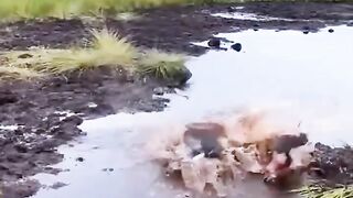 Funny ???? ???? video