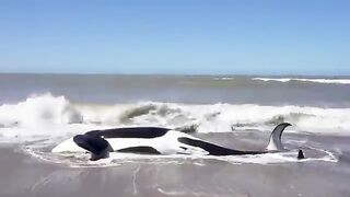 Big Black Whale