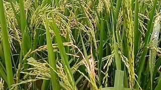 Trisultan rice plants are just a little different